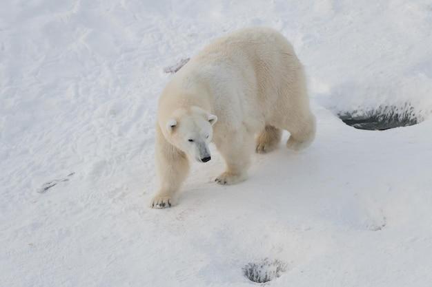 are there polar bears in finland