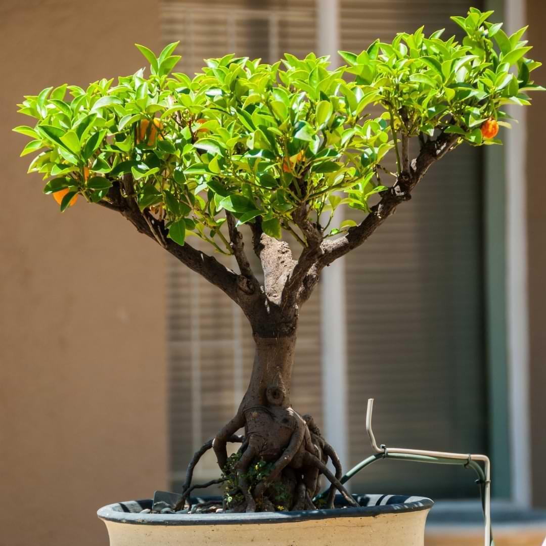 bonsai orange tree