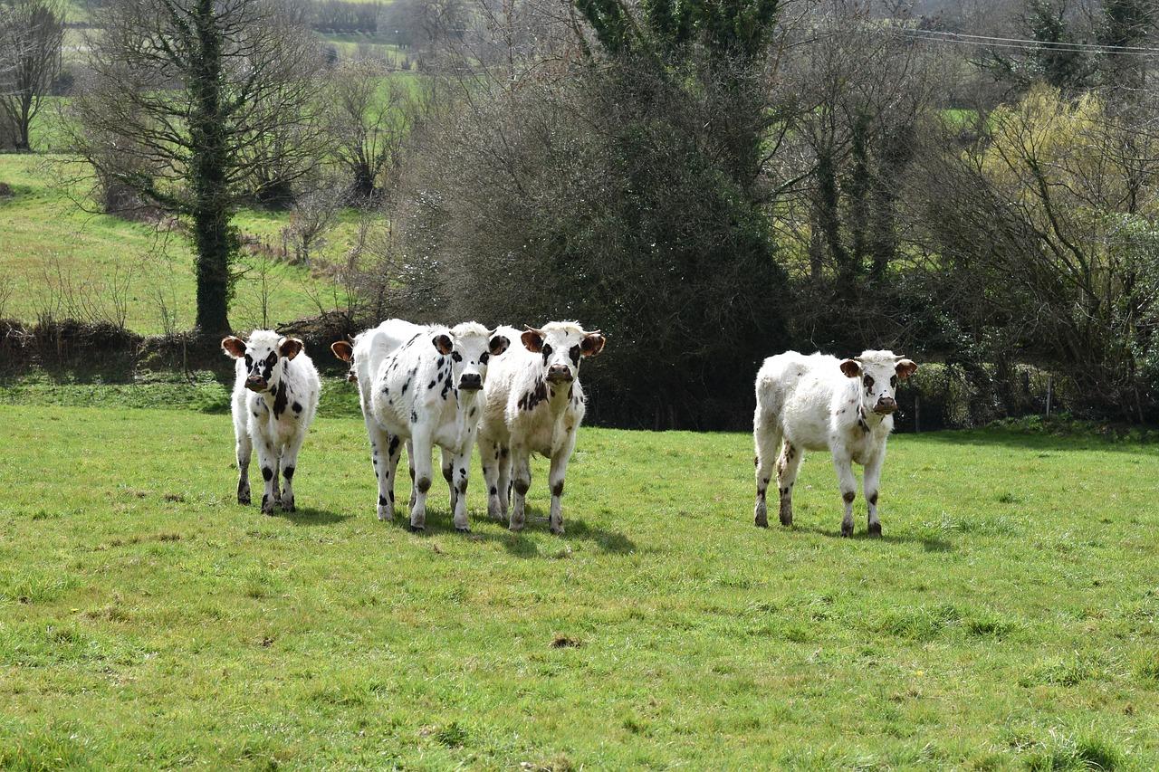 british white cattle