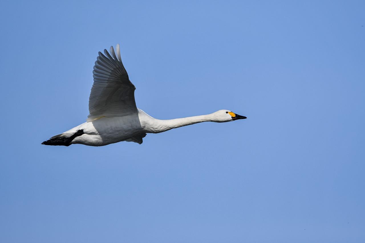 swan can fly