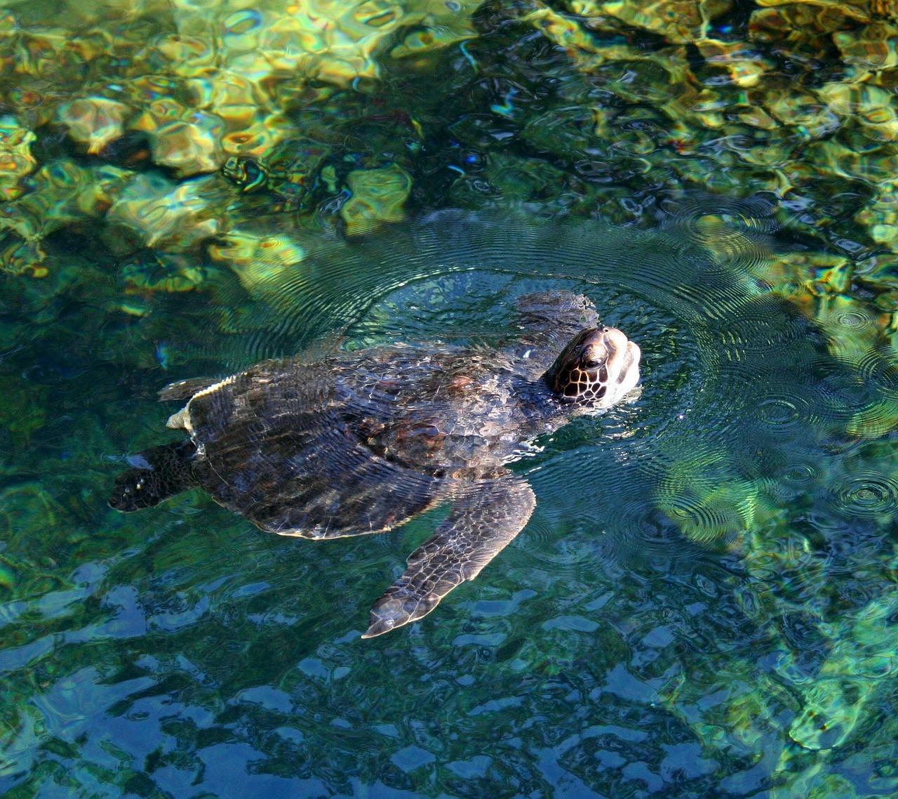 can tortoises swim