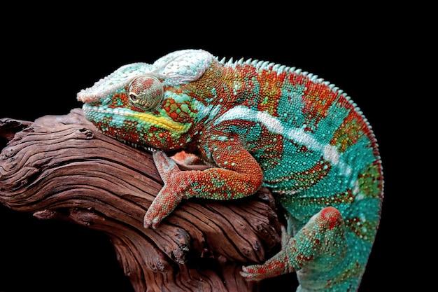carpet chameleon