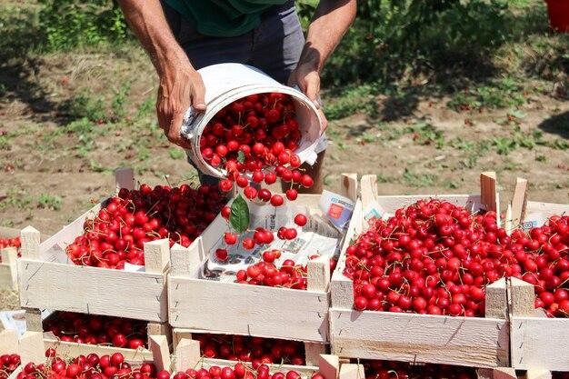 cherry picking in new jersey