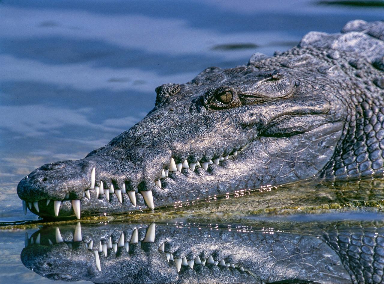 Is crocodile a good guy now?