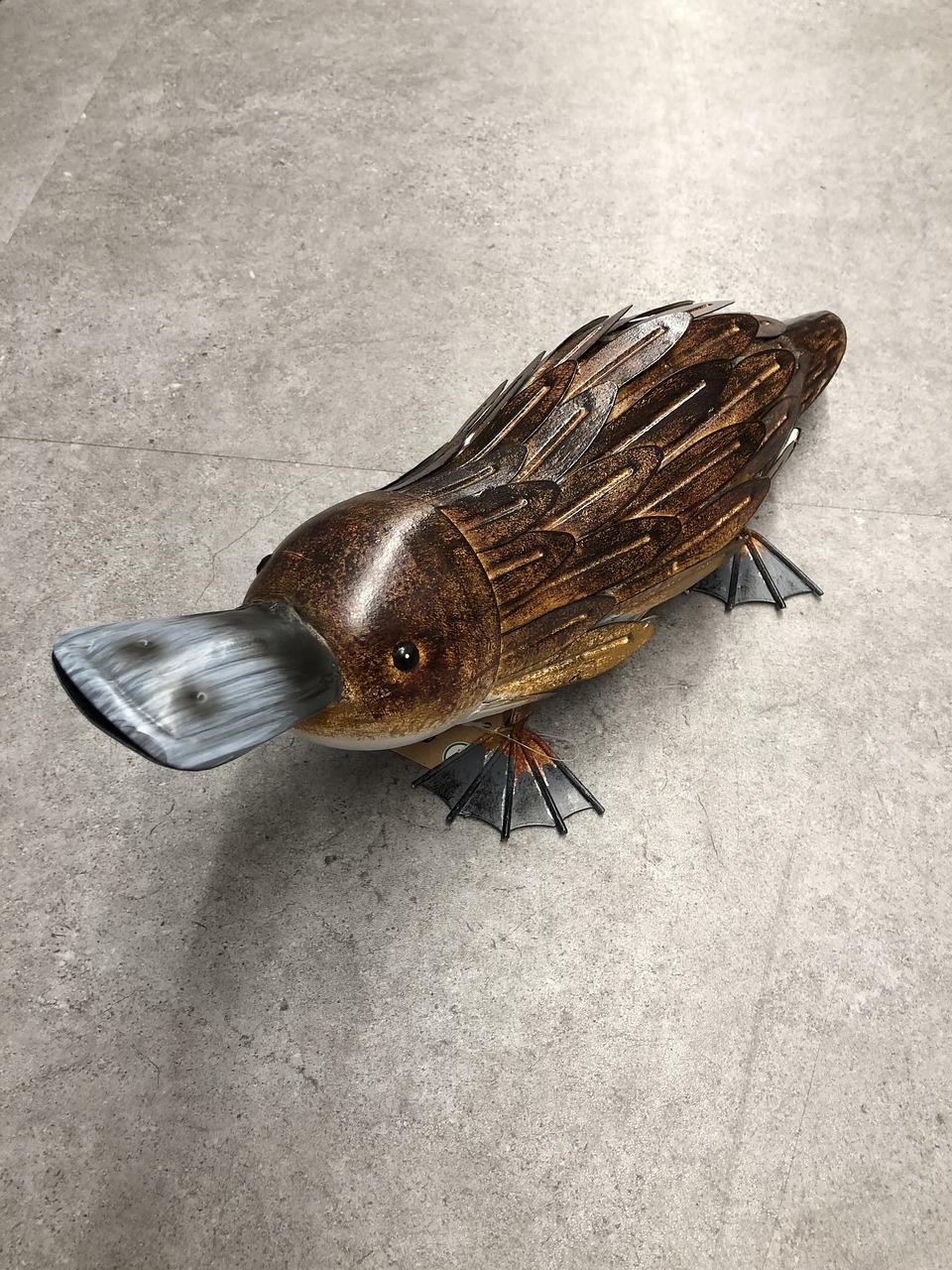 duck taxidermy
