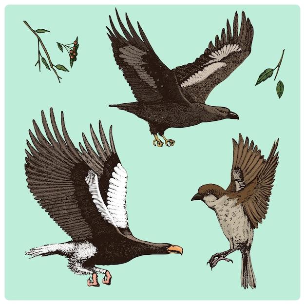 eagle vs hawk vs falcon