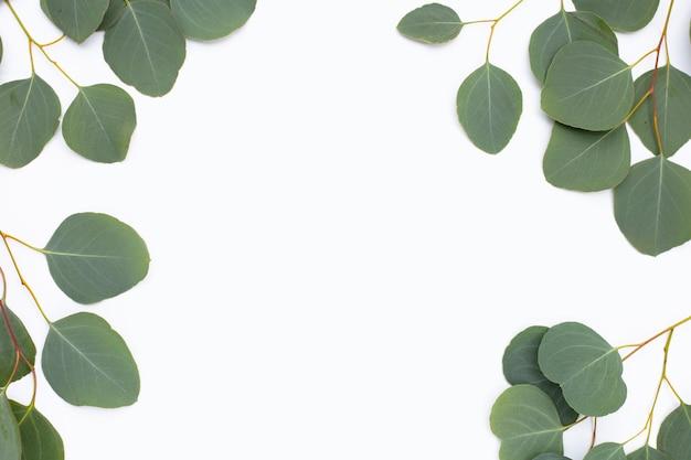 eucalyptus polyanthemos