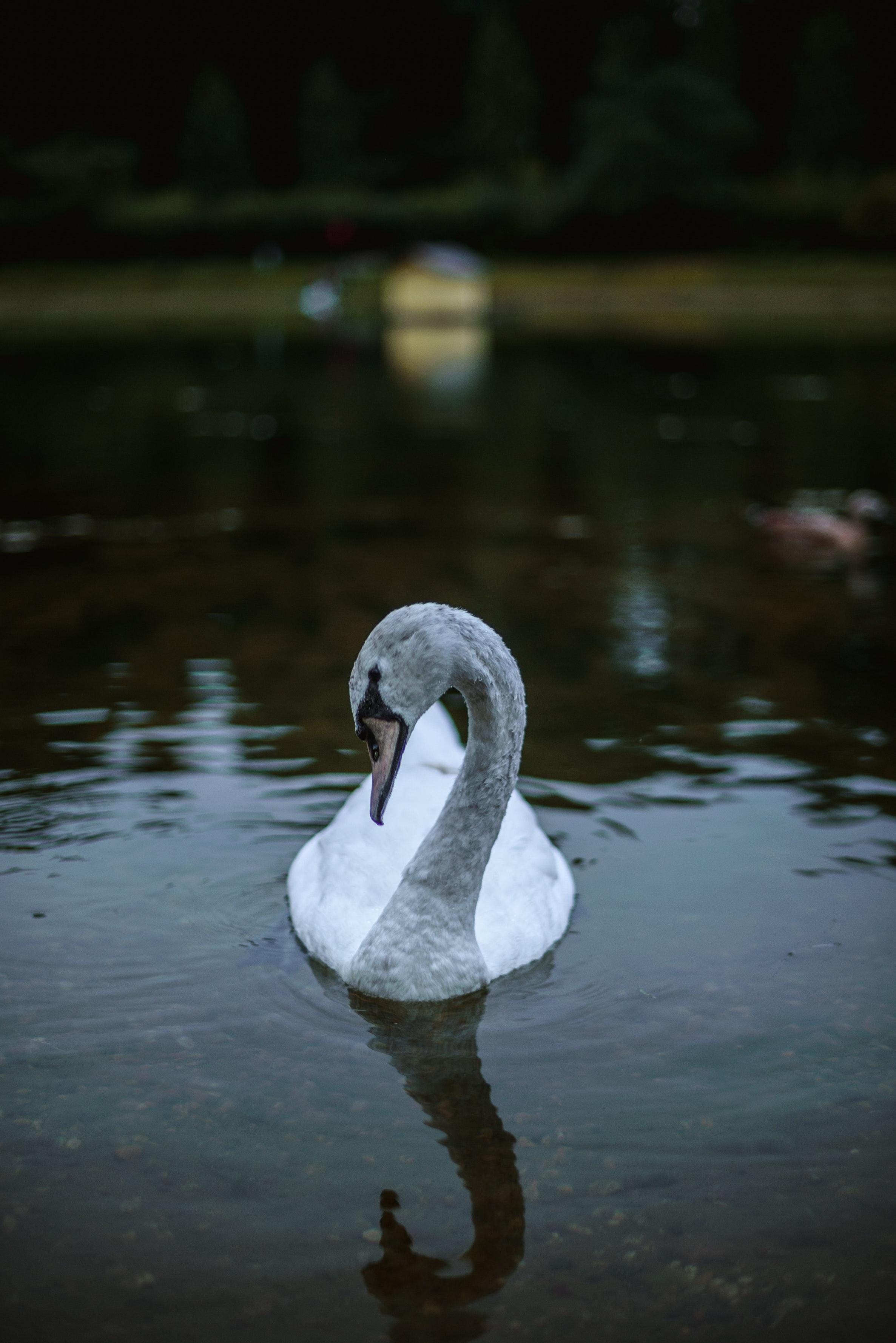 clayton swan