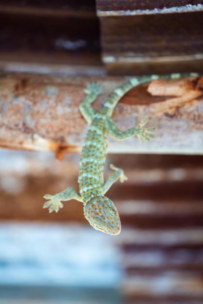 gecko climbing gym