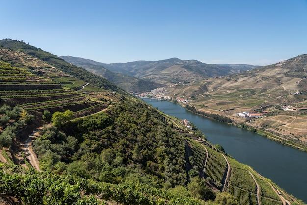 grape stomping douro valley