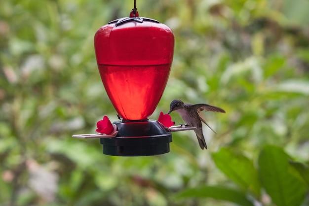 heated hummingbird feeder