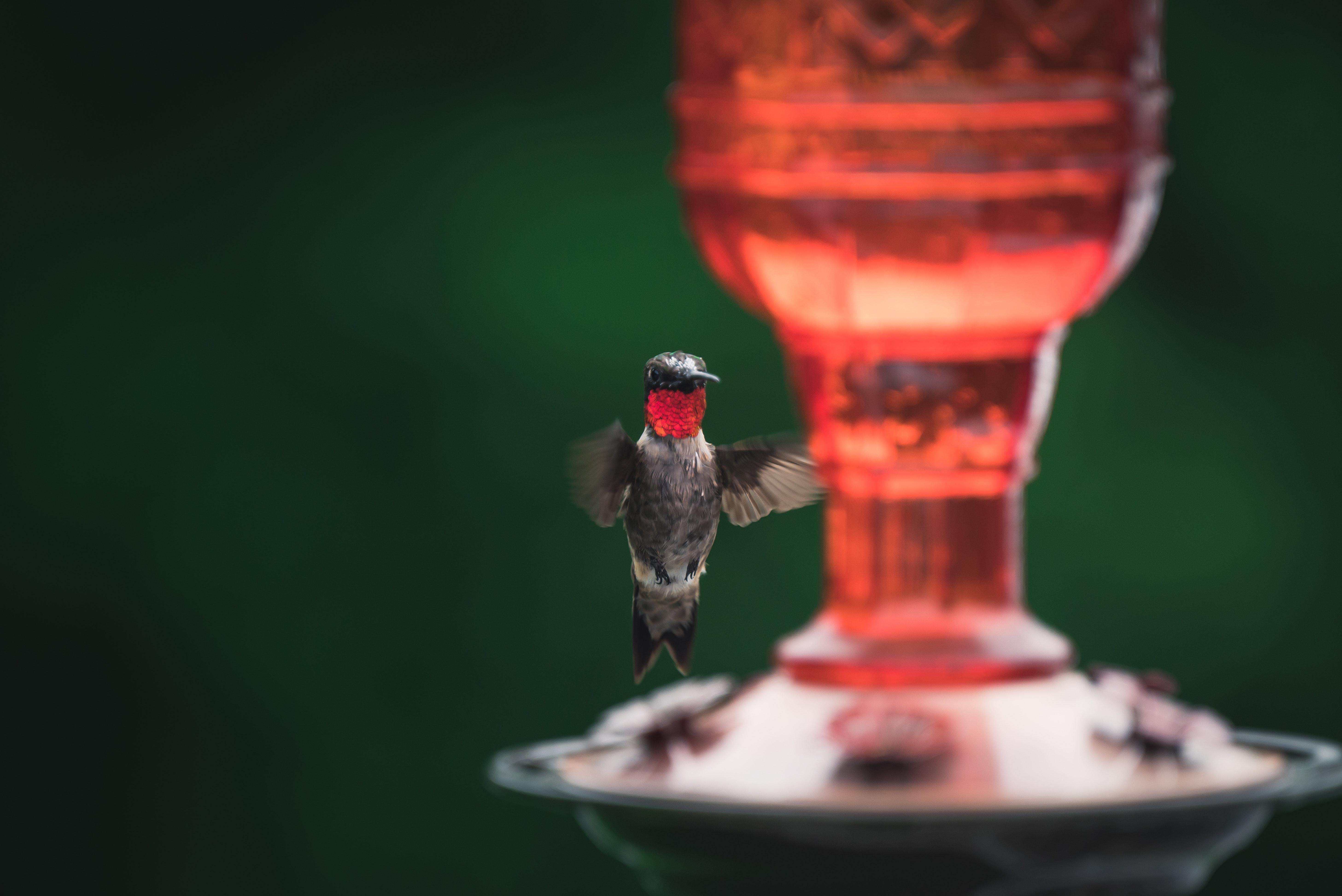 heated hummingbird feeder
