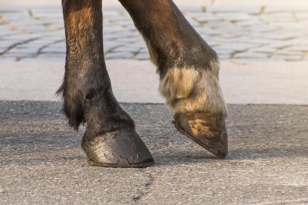 horse hoof boots