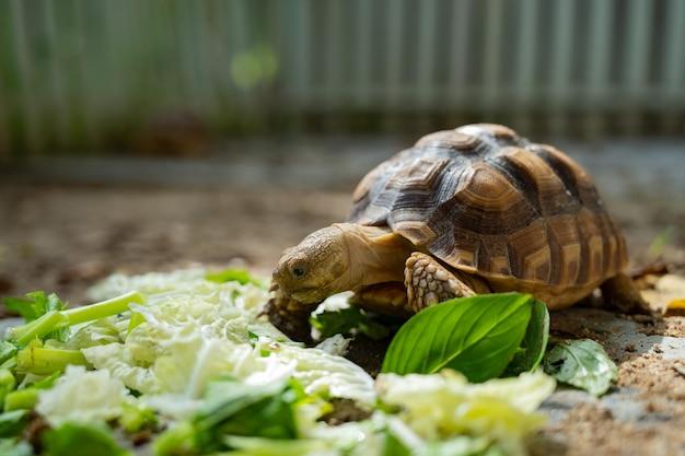 how long can a turtle go without eating