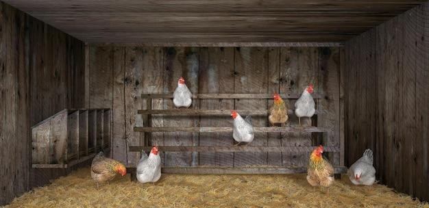 inside a chicken coop