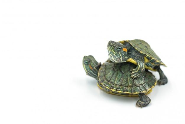 japanese turtle