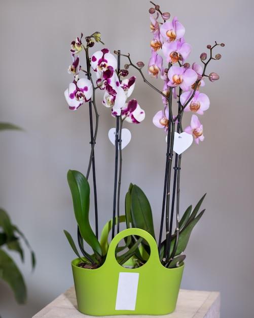 orchids seedlings