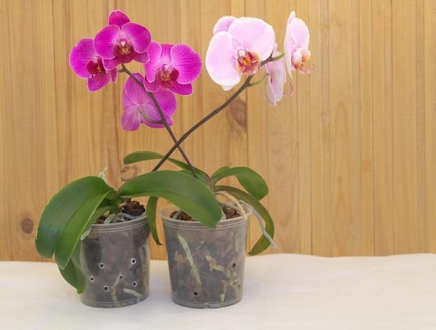 orchids seedlings