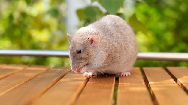 what do rat exterminators do