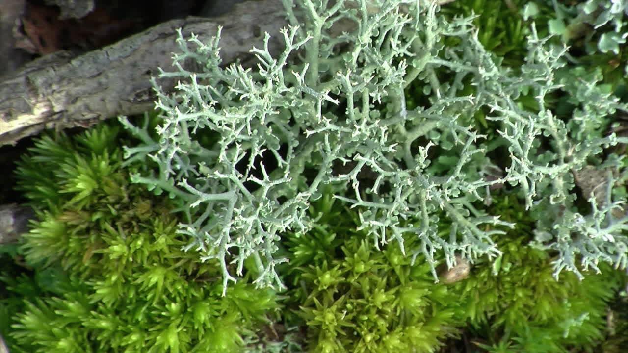 reindeer lichen