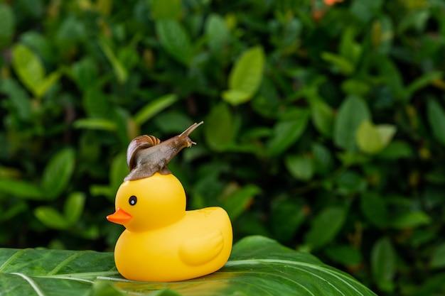 rubber ducky isopod
