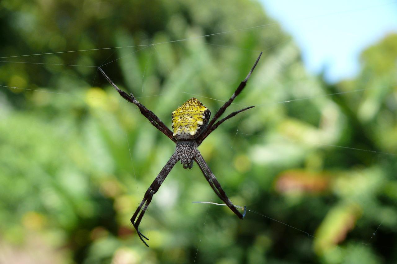 spiders in hawaii