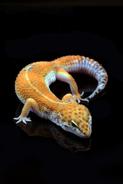 tangerine leopard gecko
