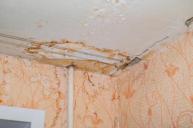 termite roof damage