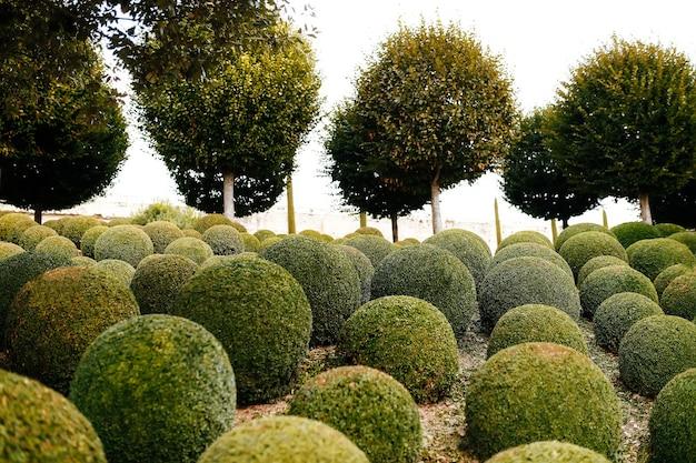 eugenia topiary