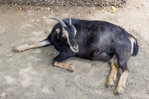 goat legs