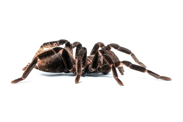 stripe knee tarantula