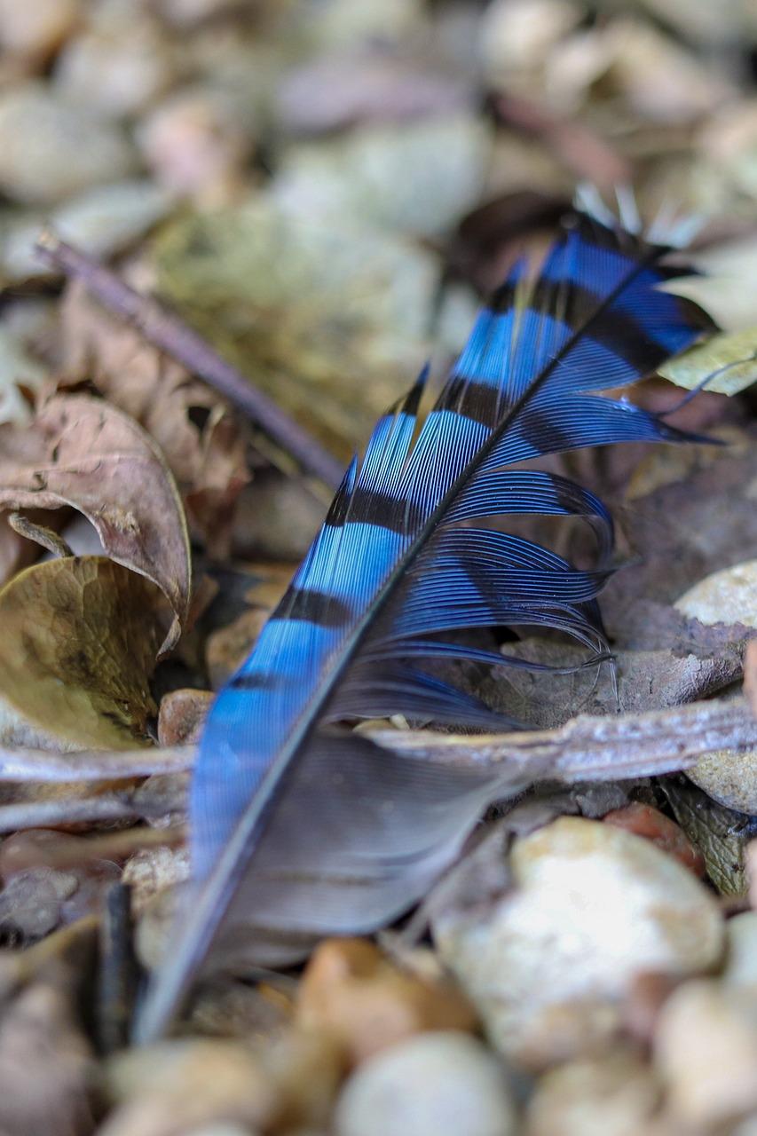 meaning of a blue jay feather
