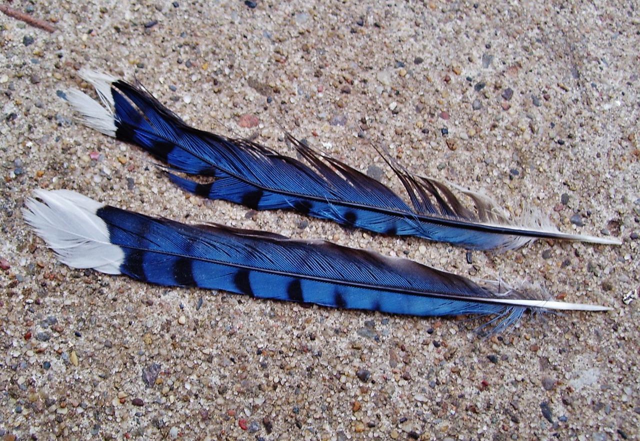 meaning of a blue jay feather
