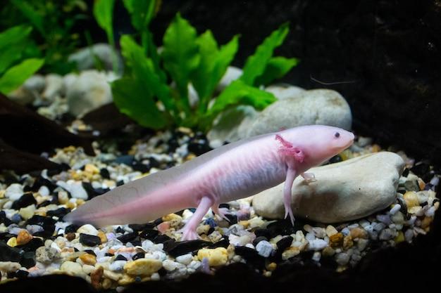 gfp axolotl