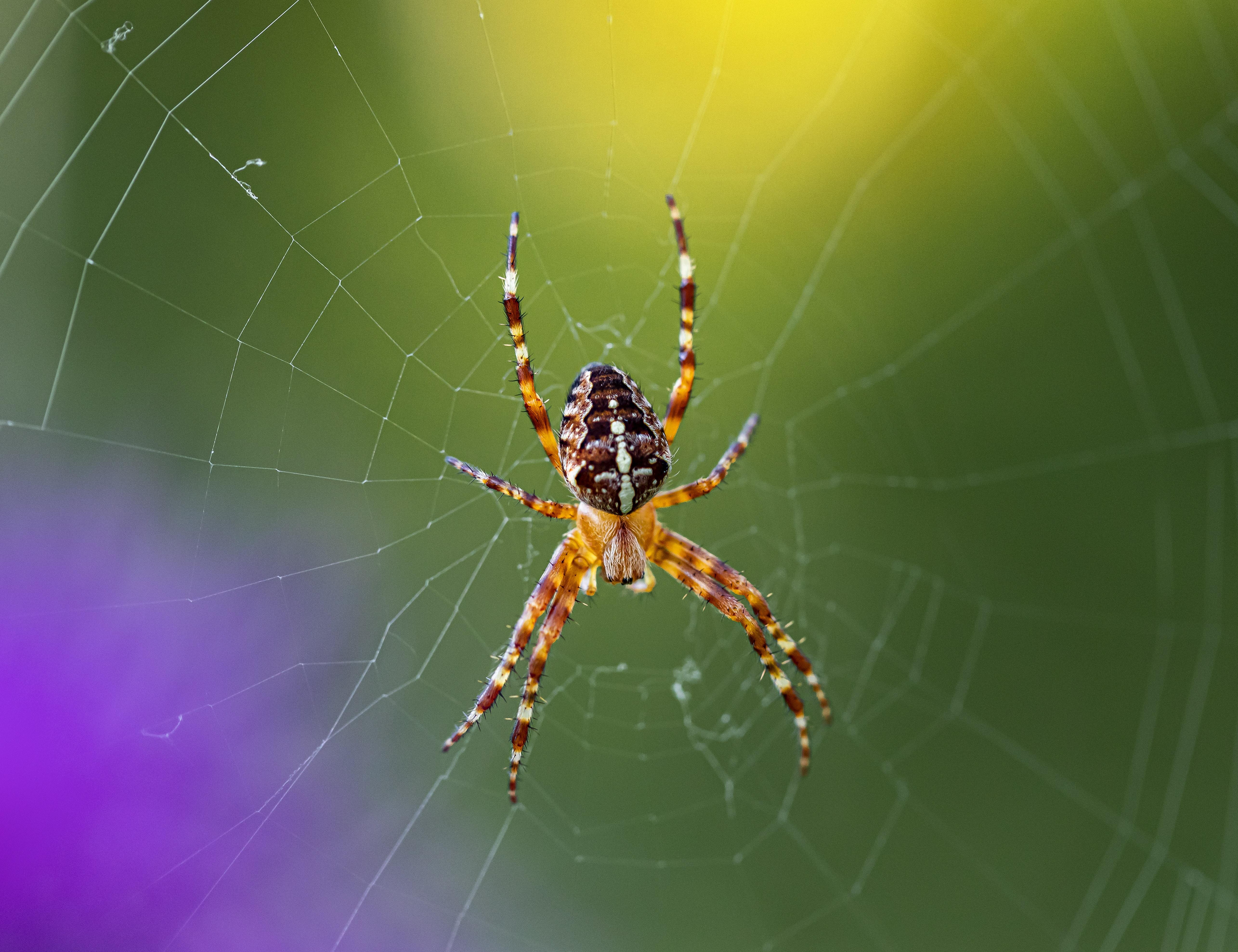 omothymus spider size