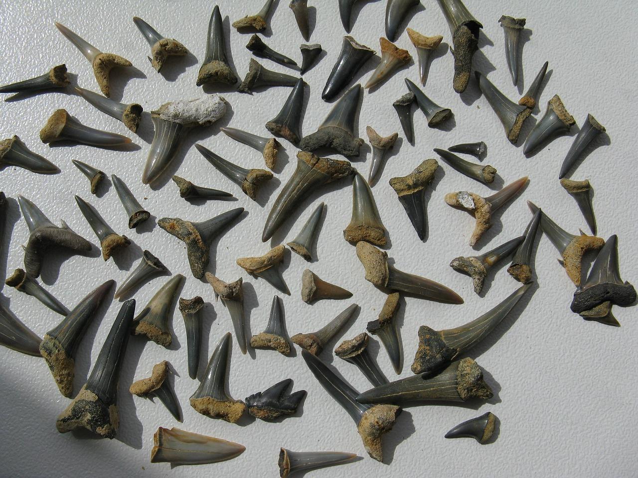 shark tooth arrowhead
