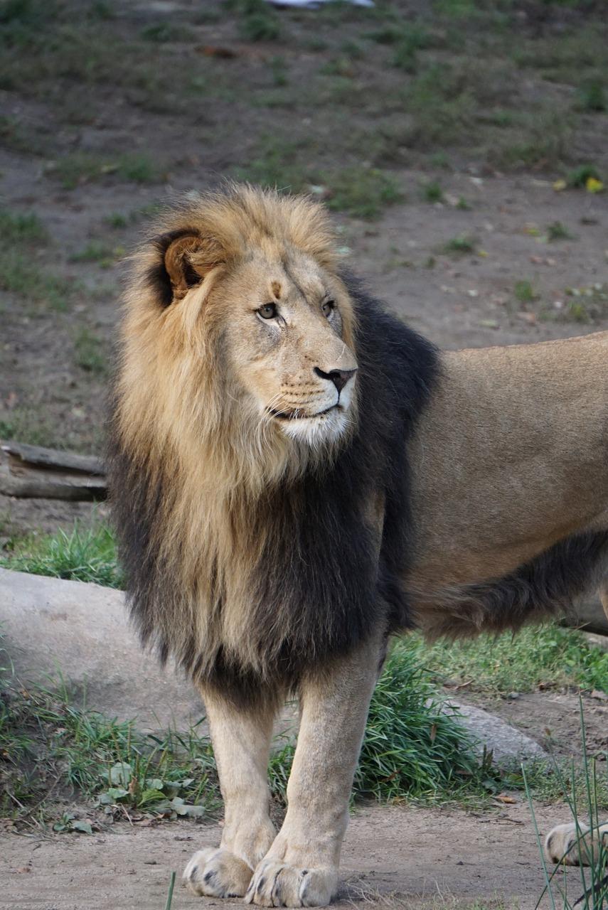 transvaal lion