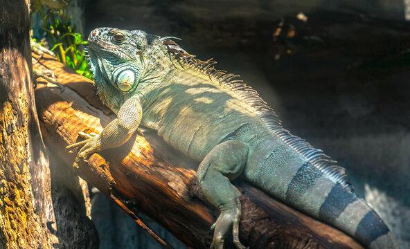 giant iguana