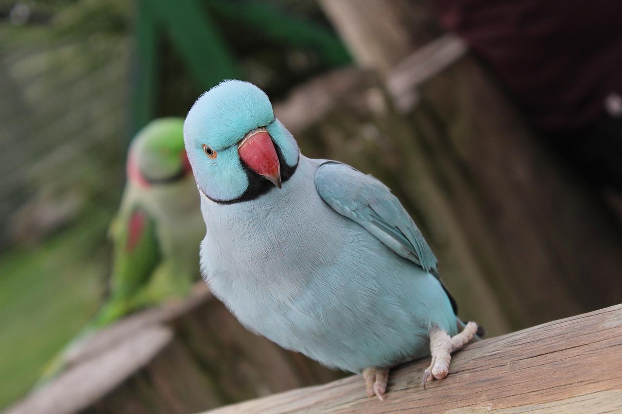 the parakeet wants to tell