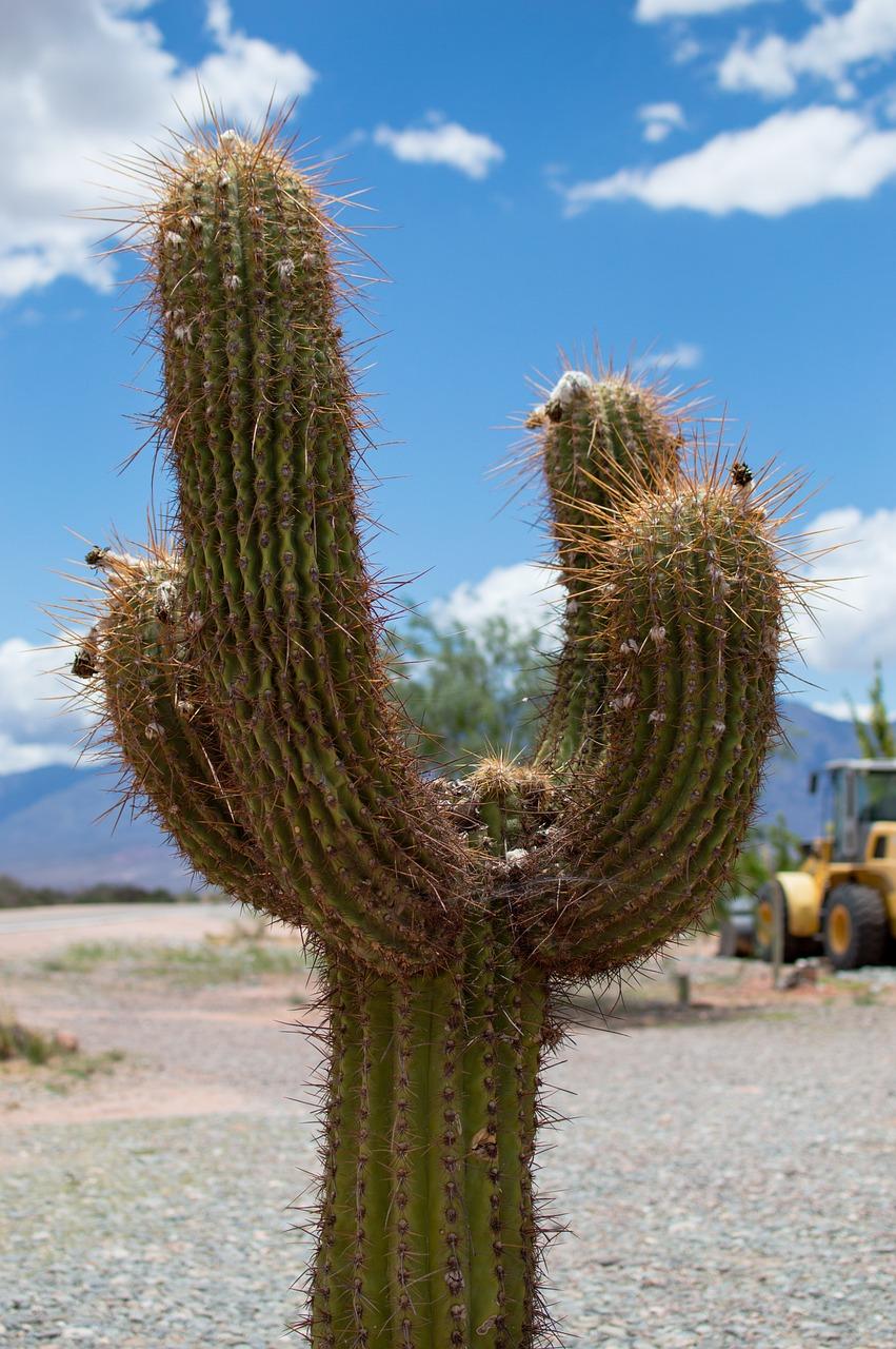 walking cactus