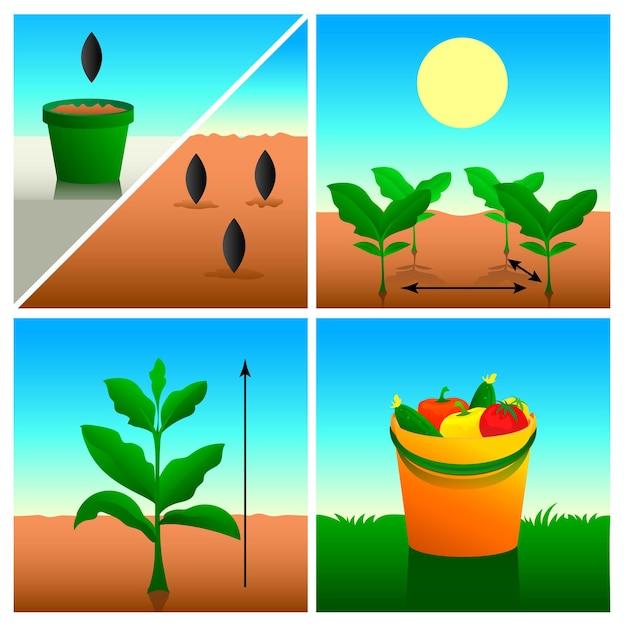 watermelon growth stages