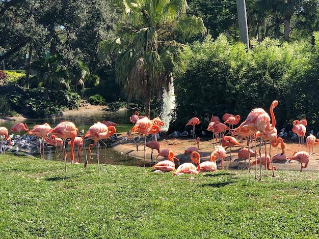 flamingo west park