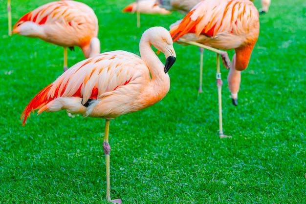 flamingo west park