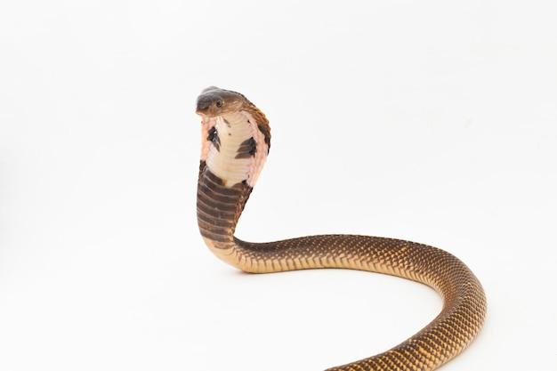 snakes new hampshire