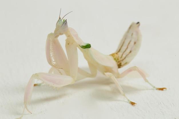 white praying mantis