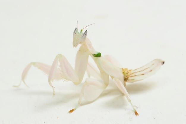 white praying mantis