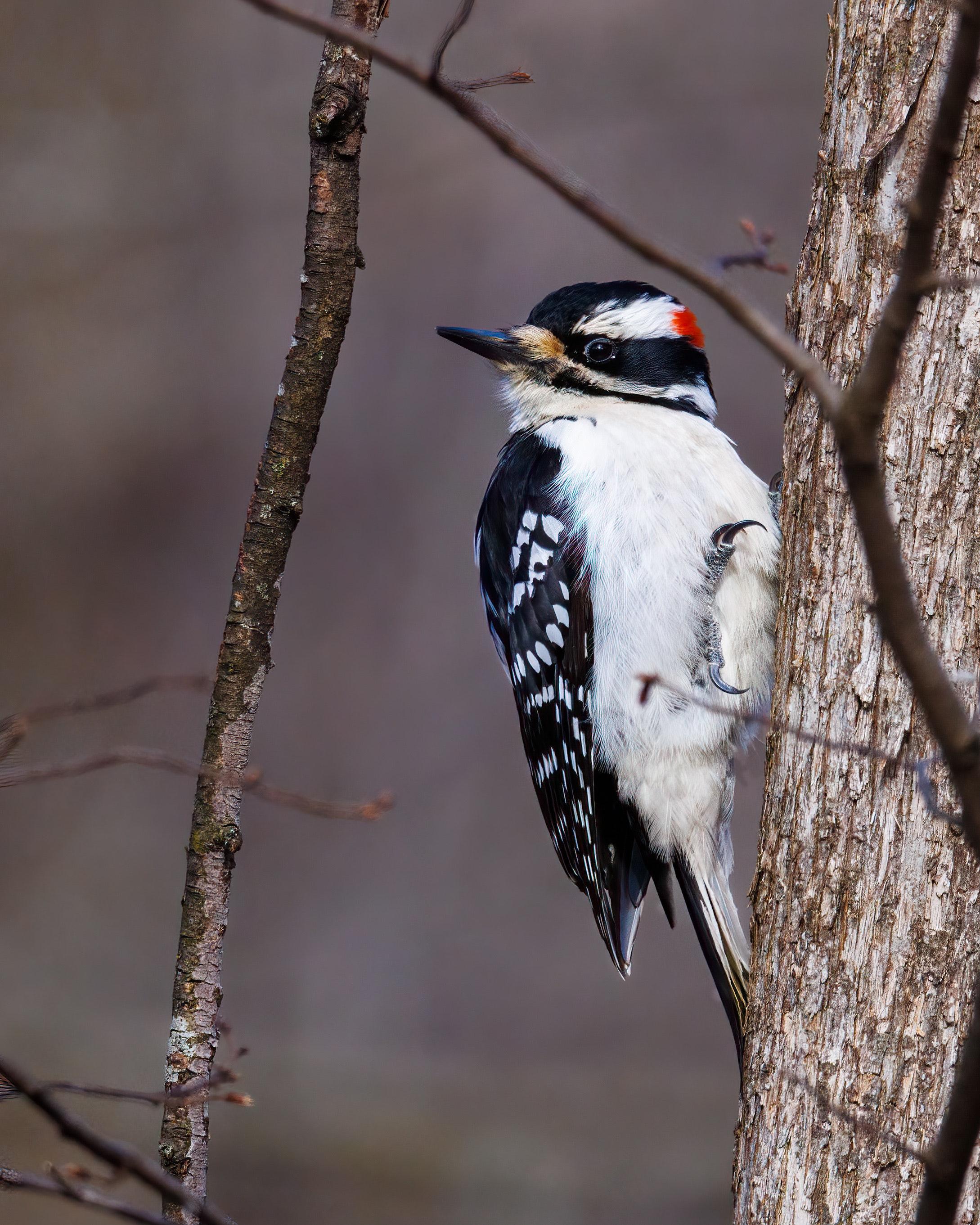 woodpeckers in mn