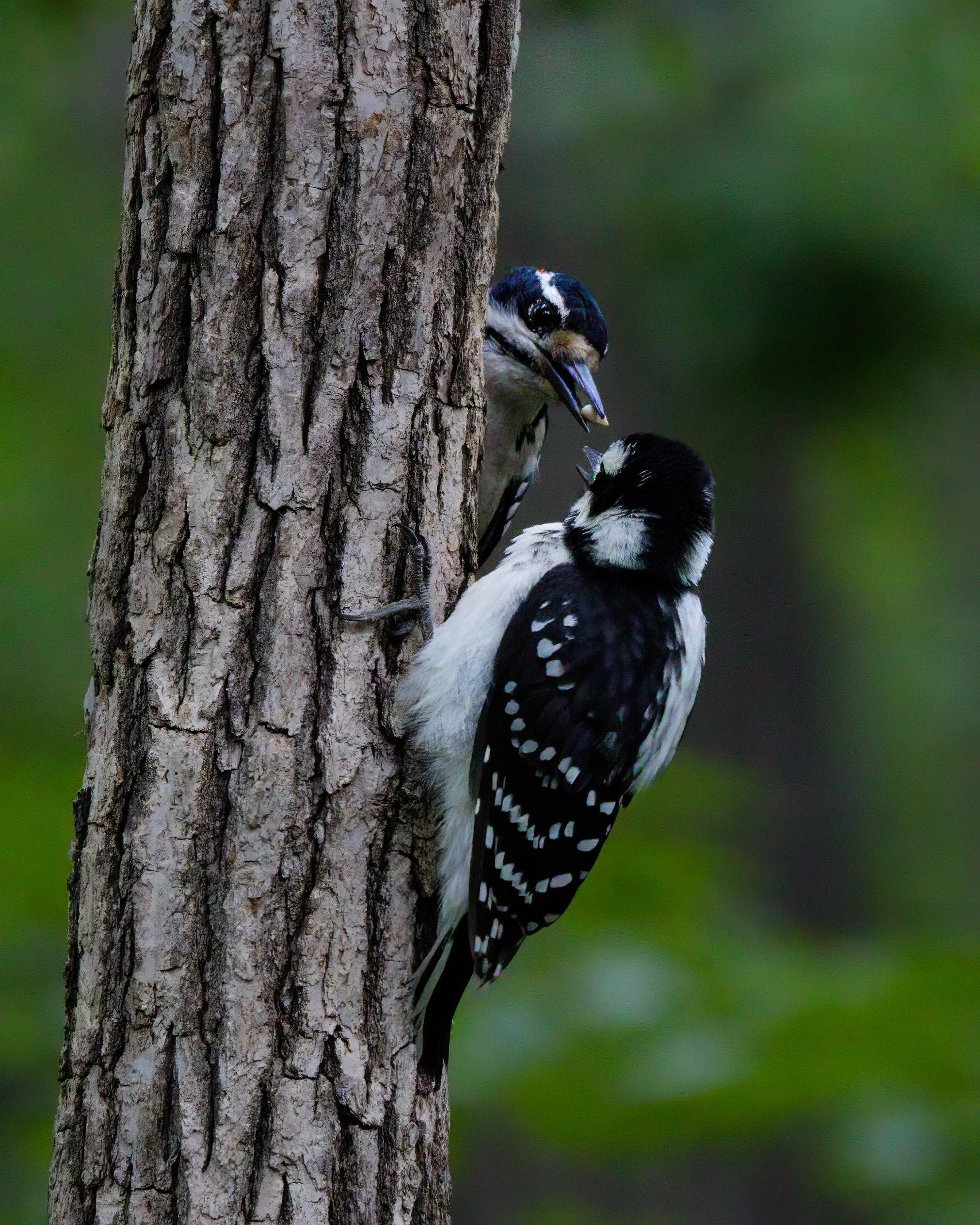 woodpeckers in mn