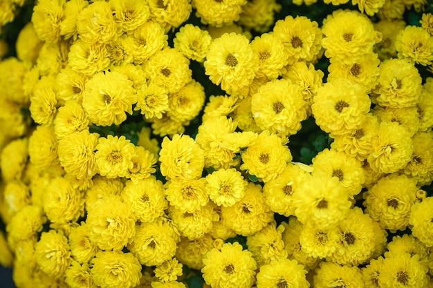yellow chrysanthemum