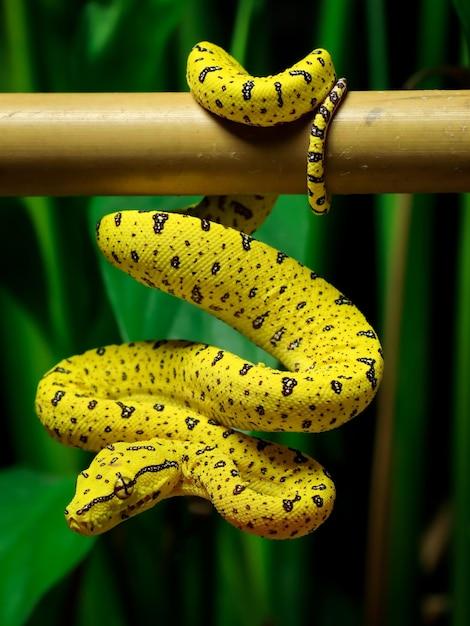 yellow snake with black spots